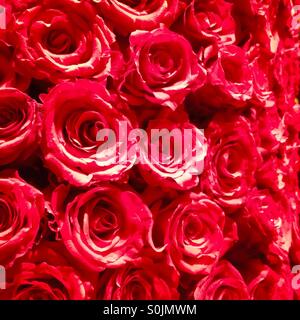 Bunch of roses Stock Photo