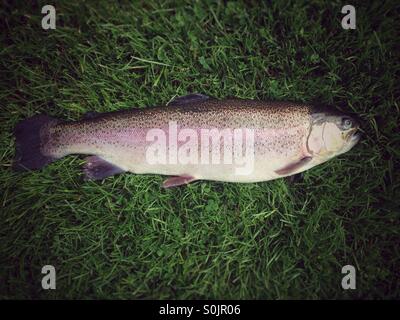 Freshly caught stocked rainbow trout fish on cut grass Stock Photo