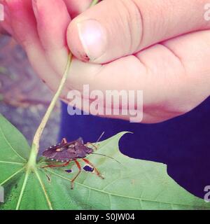 Boy holding a Bug on a Leaf Stock Photo