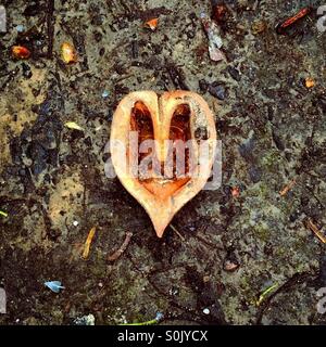 Heart shaped nut shell on the dirty floor Stock Photo