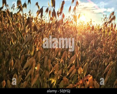 Oat field bathing in autumn evening sun Stock Photo