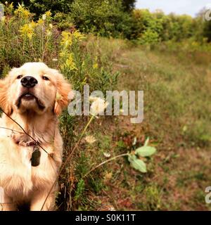 Snooty golden retriever puppy in autumn landscape Stock Photo