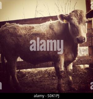 Young cow Stock Photo