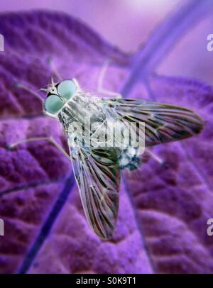 Colour inverted fly Stock Photo - Alamy