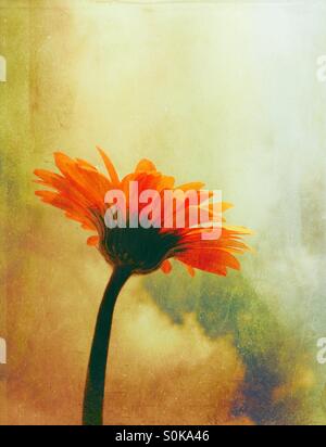 Gerbera flower with a moody Sky background Stock Photo