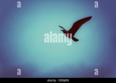 A single sea bird in flight with a blue background. Stock Photo