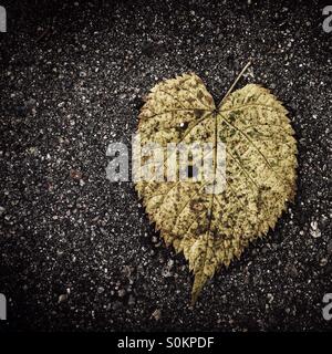 Heart shape leaf on asphalt Stock Photo