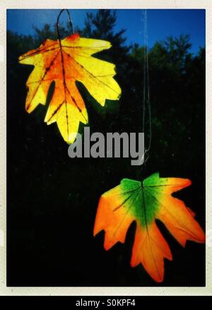 Colorful  autumn leaves hinging on a window Stock Photo