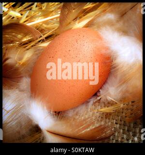 Freshly laid chicken egg on a bed of straw and hessian, with feathers. Stock Photo
