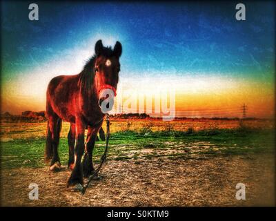 Horse grazing in field, Gravesend, Kent, South East England, United Kingdom, Europe Stock Photo