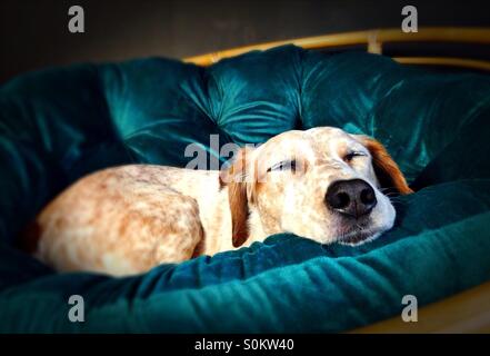 A dog sleeping on a chair. Stock Photo