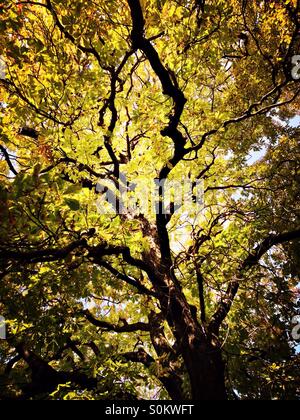 Tree Stock Photo