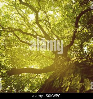Tree Stock Photo
