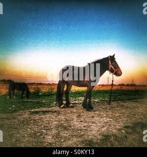 Horses in field, Gravesend, Kent, South East England, United Kingdom, Europe Stock Photo