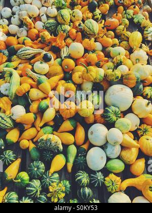 Just a couple of pumpkins. Stock Photo