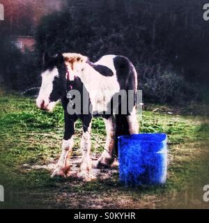 Horse in field, Gravesend, Kent, South East England, United Kingdom, Europe Stock Photo