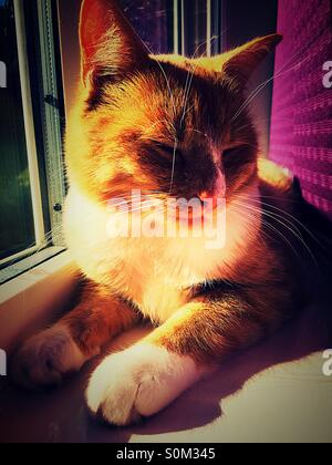 Cat enjoying the autumn sunshine on the windowsill Stock Photo