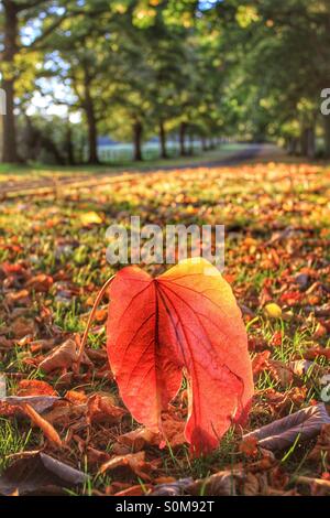 A big leaf stands out against other fallen leaves on a late autumnal afternoon. A country lane stretches into the distance in the background. Stock Photo