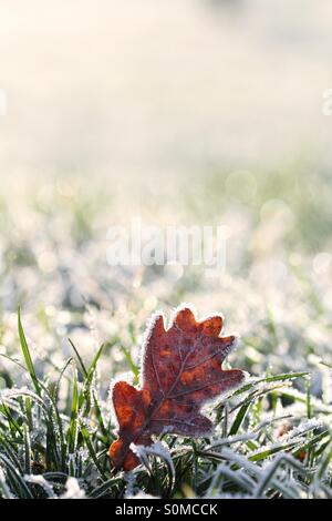 A frosty leaf settles in a frost covered, grassy field. Stock Photo