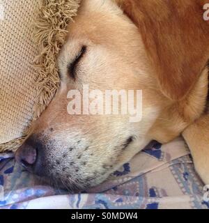 Sleeping dog relaxing on couch at home Stock Photo