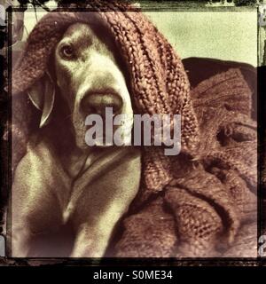 Weimaraner dog laying down peaking out from under a knit blanket Stock Photo