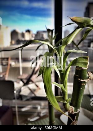 Lucky bamboo Stock Photo