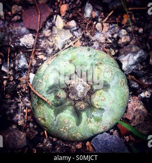 Peyote plant in the desert near Peña de Bernal, Ezequiel Montes, Queretaro, Mexico Stock Photo