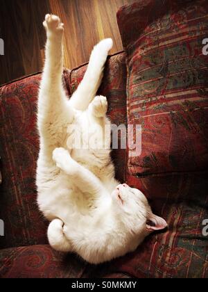 Overhead view of stretched out white short haired male cat sleeping on his back. Stock Photo