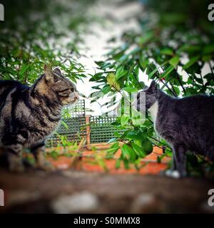 Cats in a standoff Stock Photo