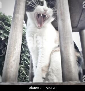 Yawning cat Stock Photo