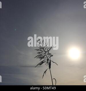Grass seed head against sunny skies Stock Photo