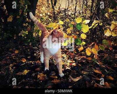 Autumn scene leaves on ground sunlight through leaves with ginger and white cat in the foreground Stock Photo