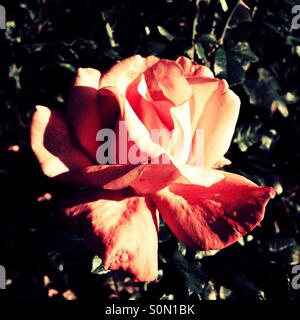 Rose flower in Rose Garden, Regent's Park, City of Westminster, Central London, England, United Kingdom, Europe Stock Photo