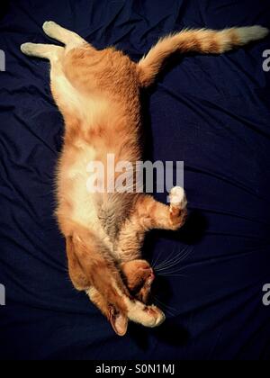 Ginger cat laying on back with paw over eyes against blue background Stock Photo