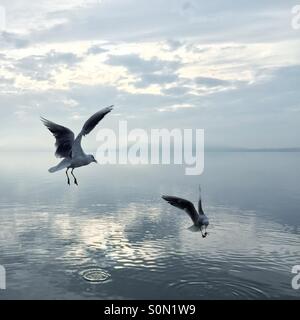 Seagulls by the lake Stock Photo