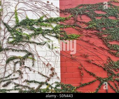 Vines on wall Stock Photo