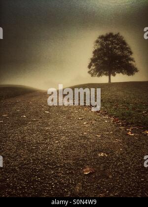 Lone tree in the countryside Stock Photo