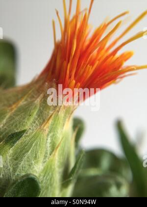 Close up of a safflower and its globular flower head. Stock Photo