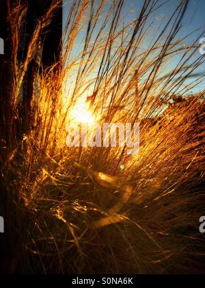 Afternoon sun shining through long golden grasses Stock Photo