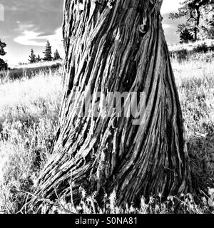 Twisted bark of large cedar tree, in black and white Stock Photo