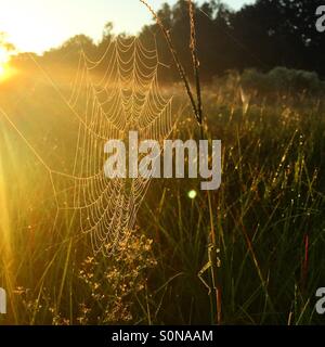 Early morning sun shining on a dew covered spiderweb. Stock Photo