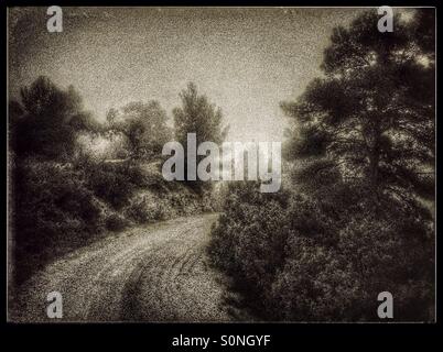 Foggy morning on a mountain road through the trees, Catalonia, Spain. Stock Photo