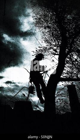 Tree surgeon climbs tree under gloomy sky Stock Photo