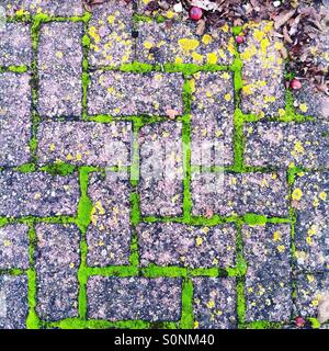 Moss growing between paving stones Stock Photo