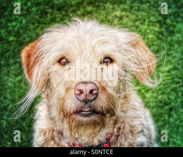 A shaggy, blonde labradoodle looking straight into the camera. Stock Photo
