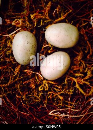 Three small eggs in a nest Stock Photo