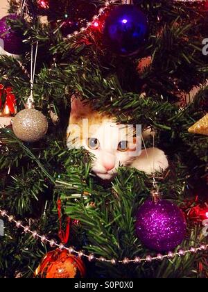Pussycat on the Christmas tree Stock Photo