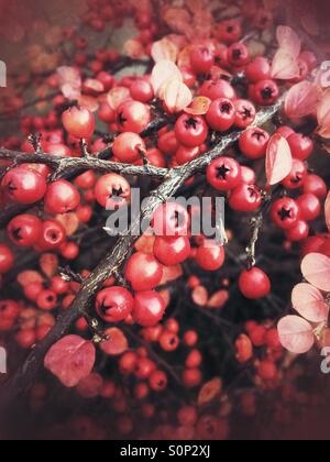 Red winter berries and golden leaves of Cotoneaster shrub. Stock Photo