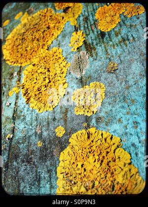 Yellow lichen on old blue painted wood Stock Photo