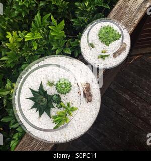Miniature landscapes in the set of two round gcterrariums with succulents and cacti Stock Photo